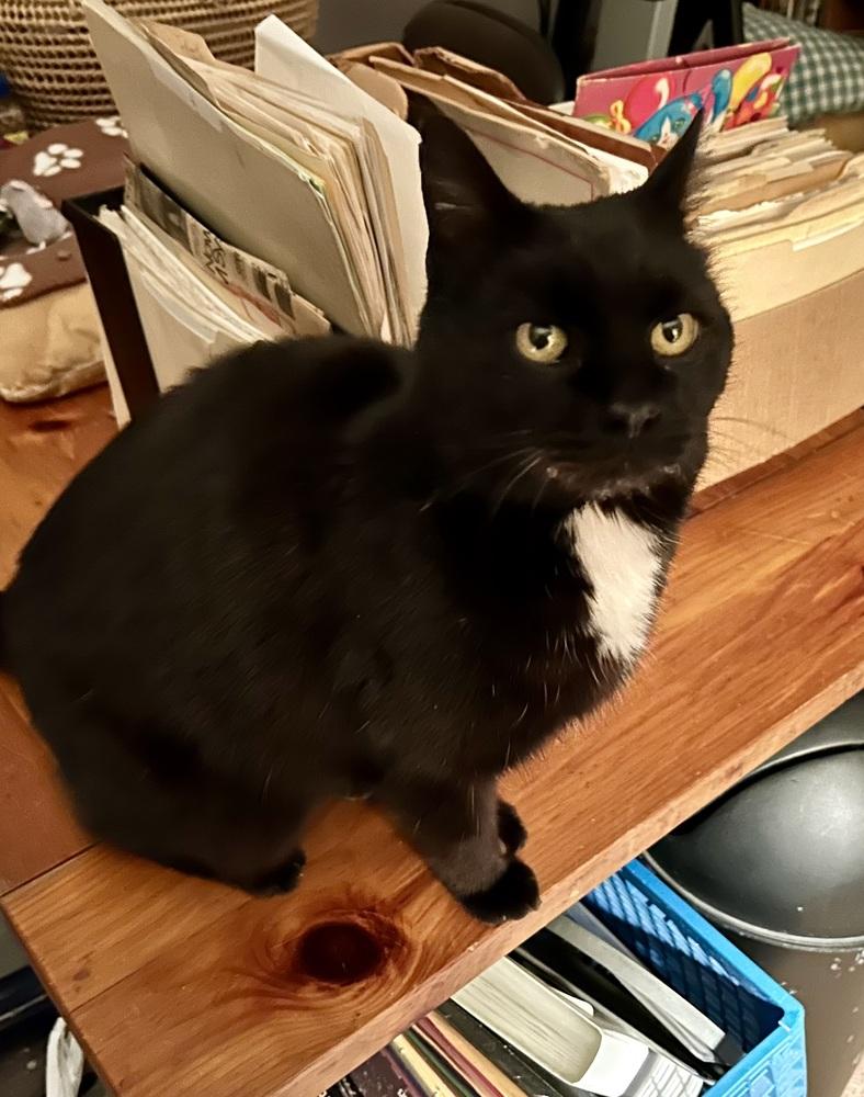 Enlarge Mozart, a Adoptable mixed breed in Franklin, WV image 5/5