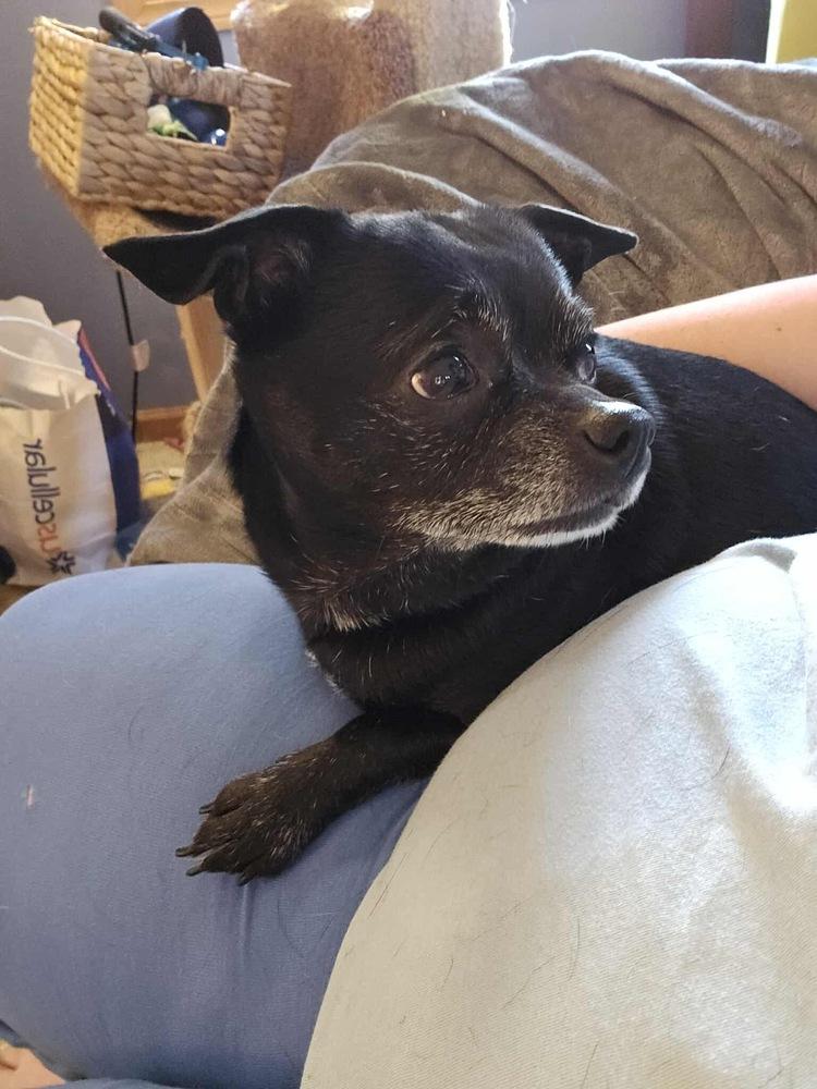 Chonks, Adoptable, Adult Male Chihuahua.