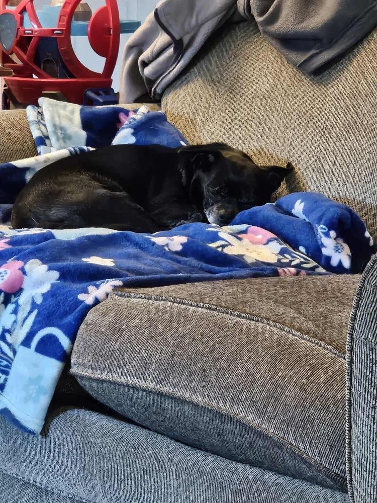 Chonks, a Adoptable Chihuahua in Rockland, WI image 2/3