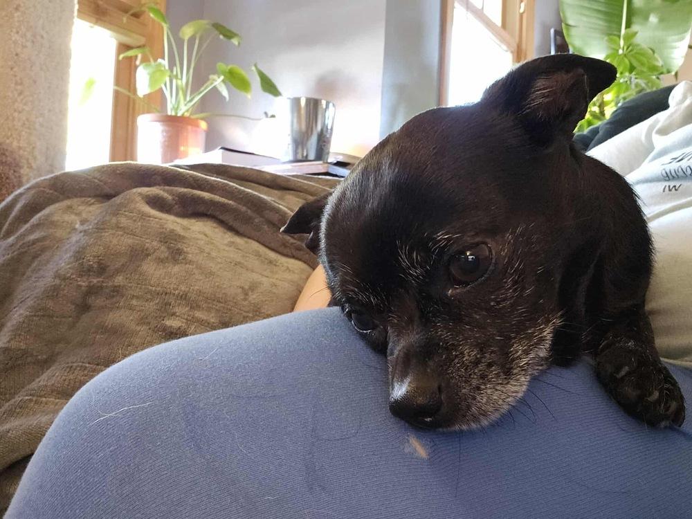 Chonks, a Adoptable Chihuahua in Rockland, WI image 3/3