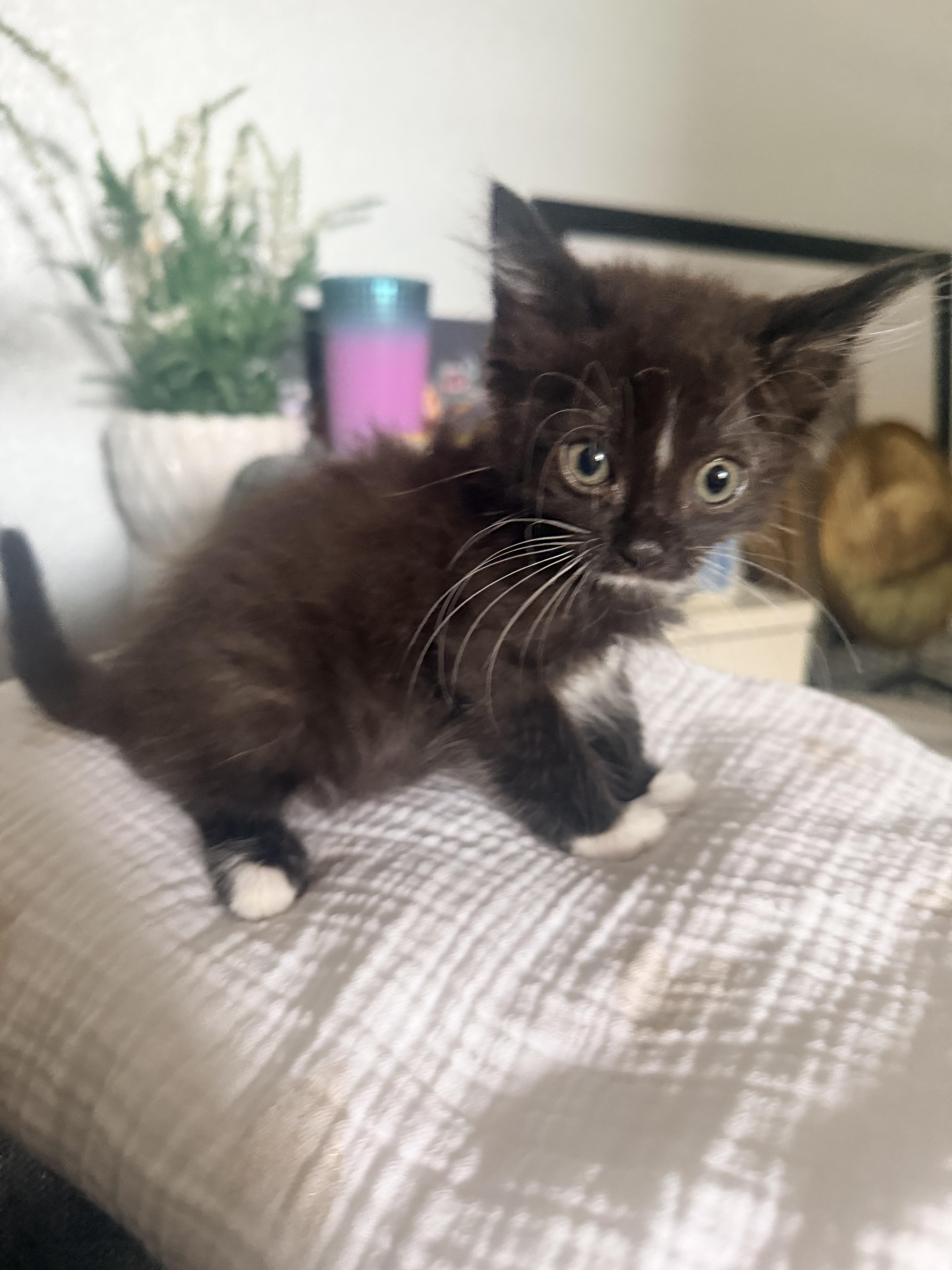 Enlarge Pepsi, a Adoptable Domestic Short Hair in Penryn, CA image 3/5