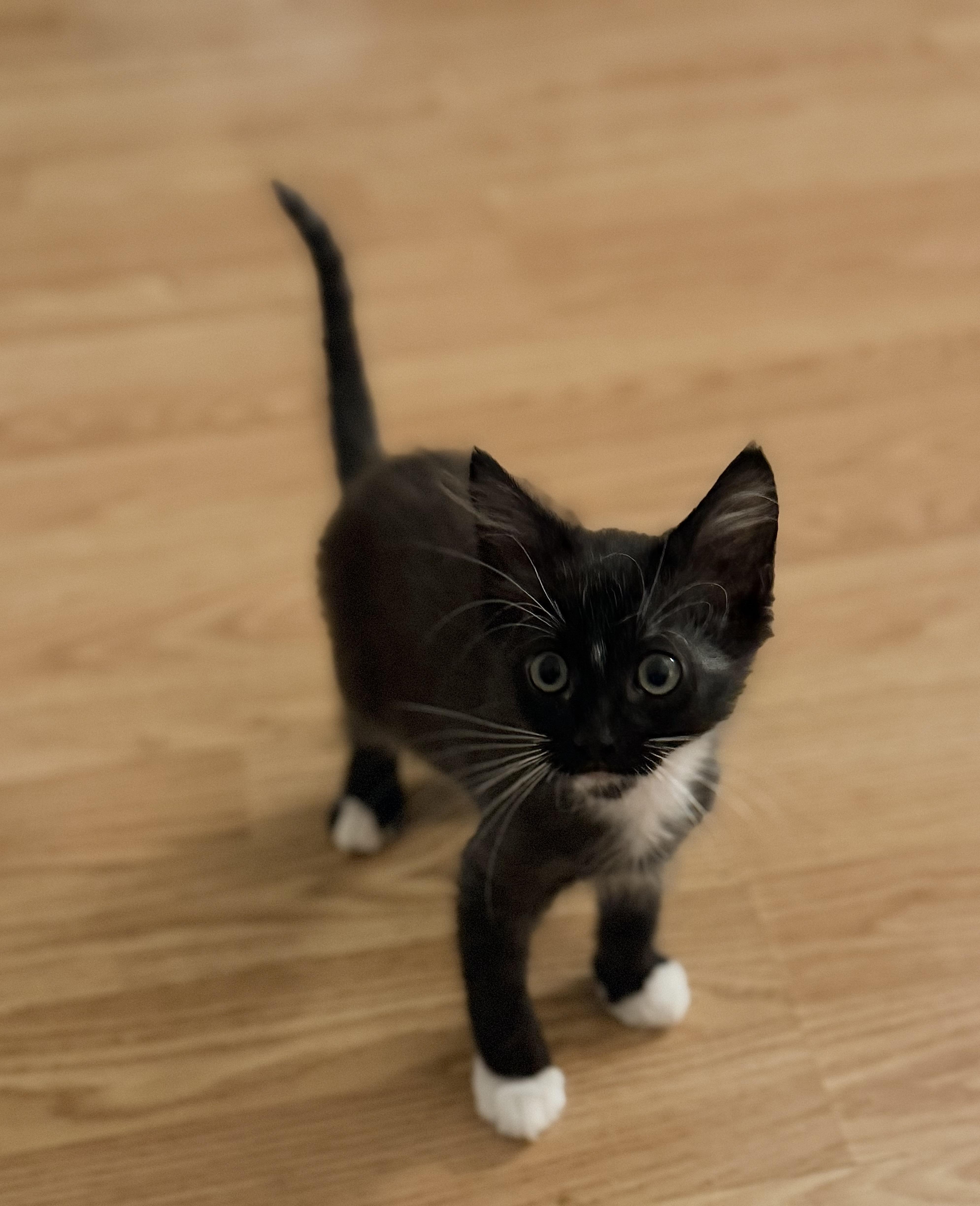 Enlarge Pepsi, a Adoptable Domestic Short Hair in Penryn, CA image 2/5
