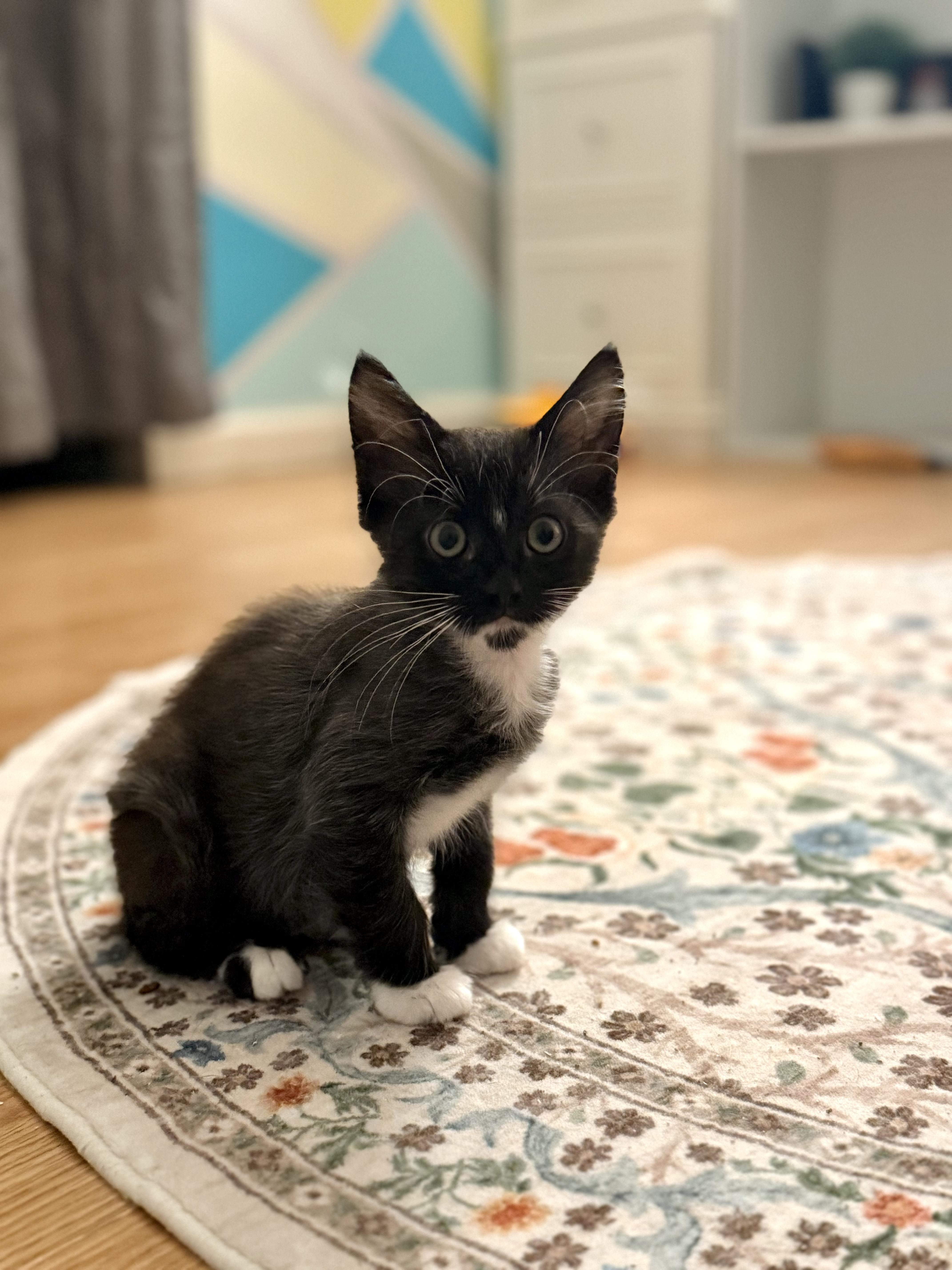 Enlarge Pepsi, a Adoptable Domestic Short Hair in Penryn, CA image 1/5