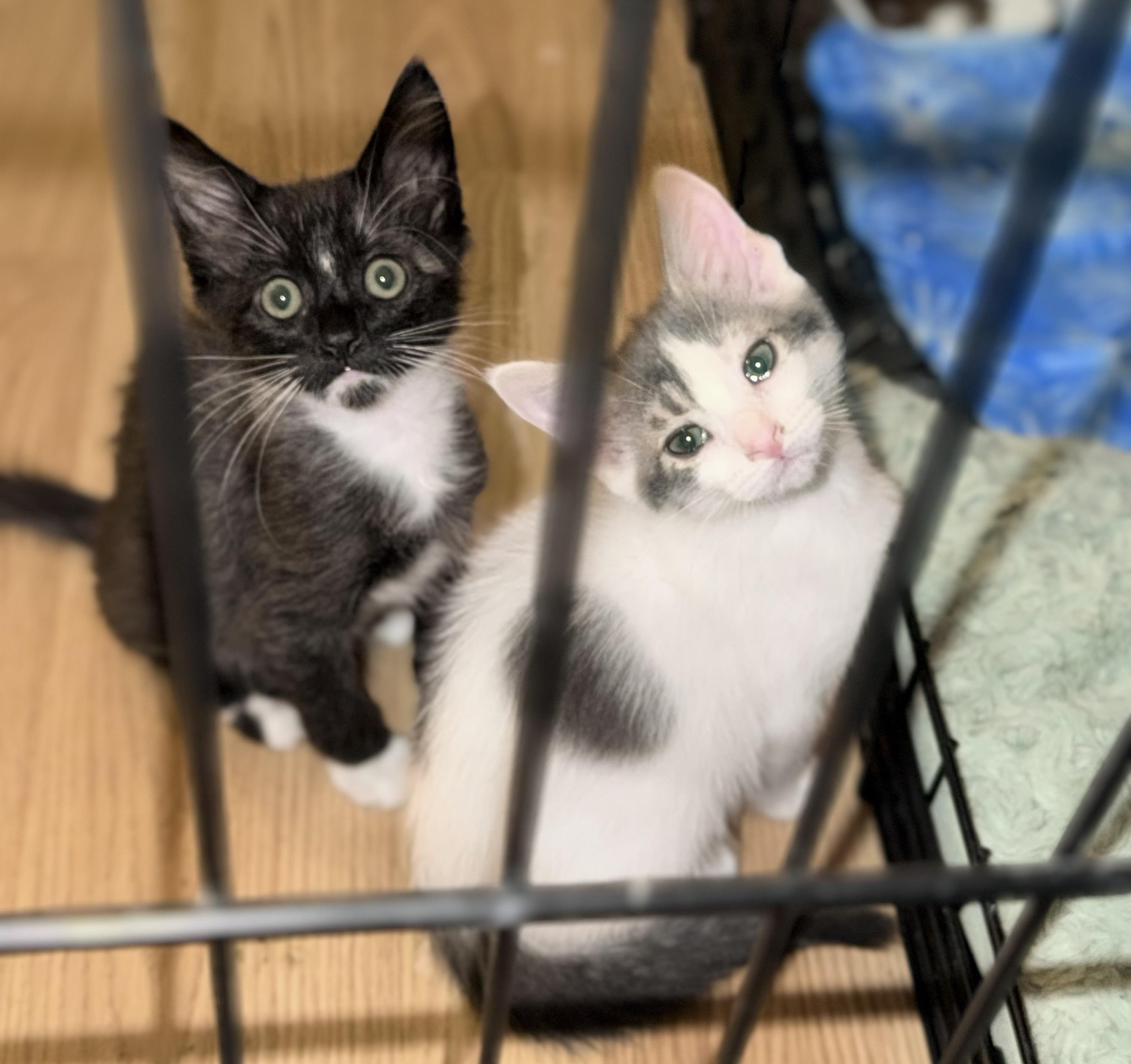 Enlarge Pepsi, a Adoptable Domestic Short Hair in Penryn, CA image 5/5
