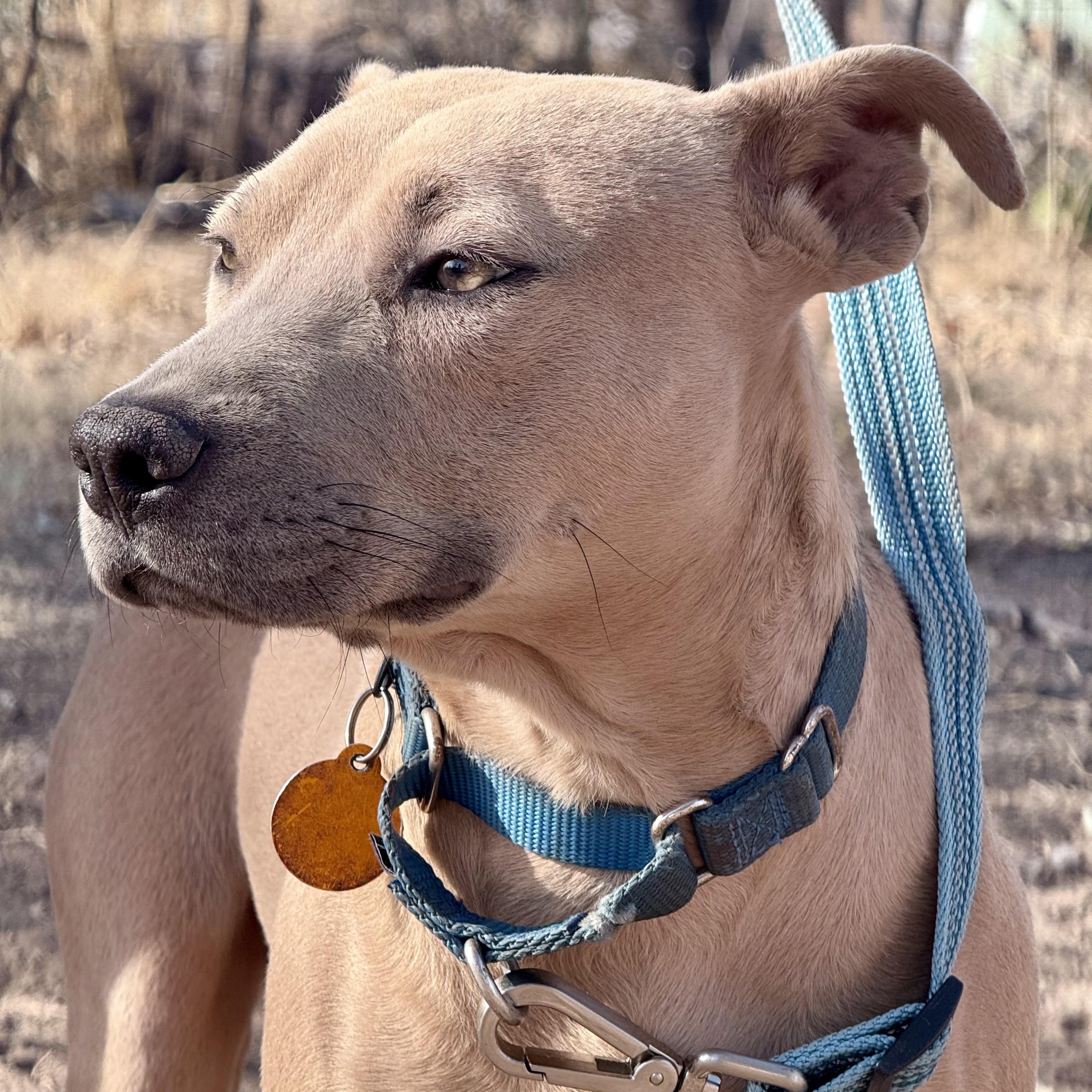 Enlarge Skosh, a ADOPTABLE mixed breed in Marfa, TX image 3/6