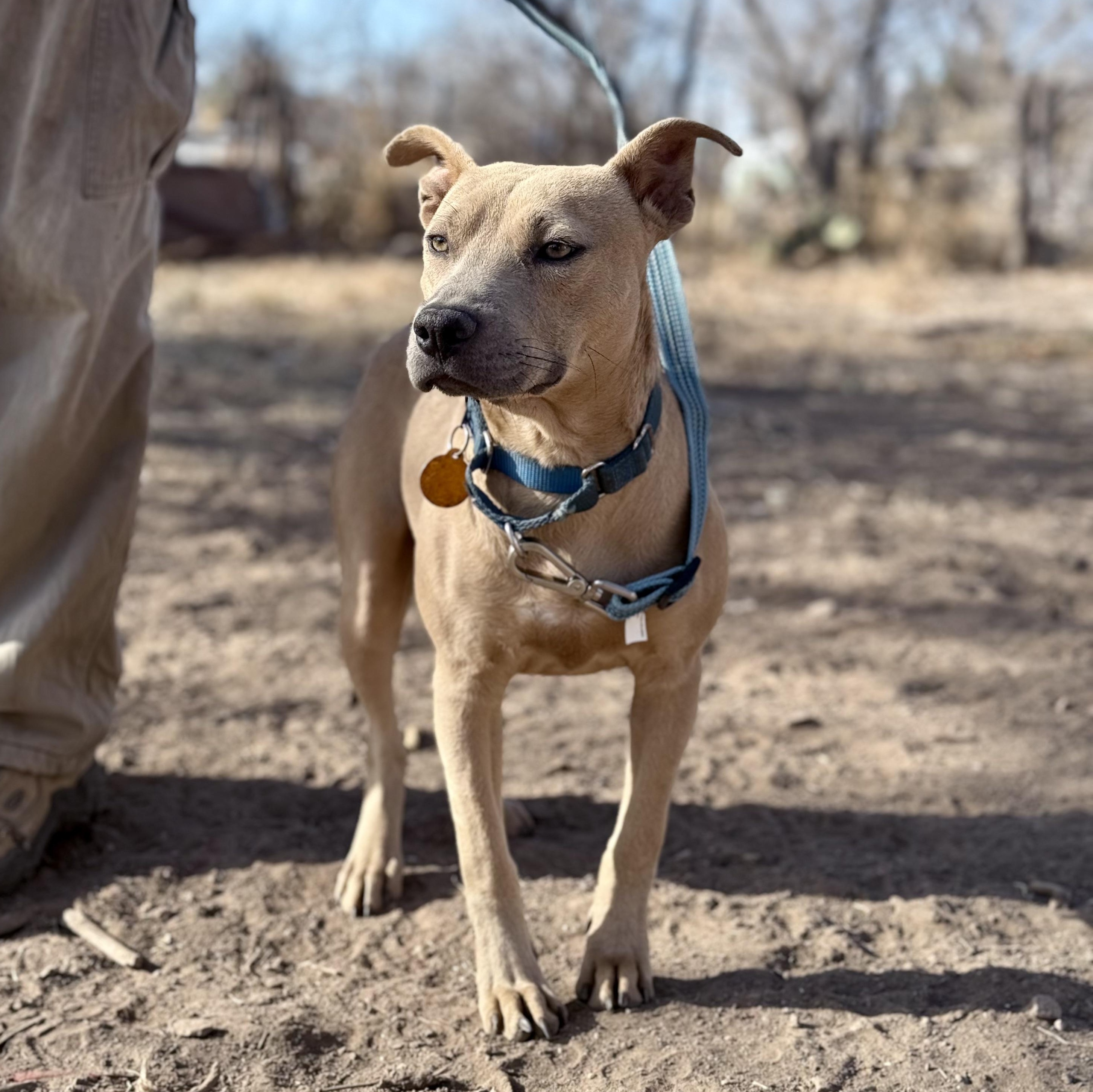 Skosh, ADOPTABLE, Young Female Pit Bull Terrier.