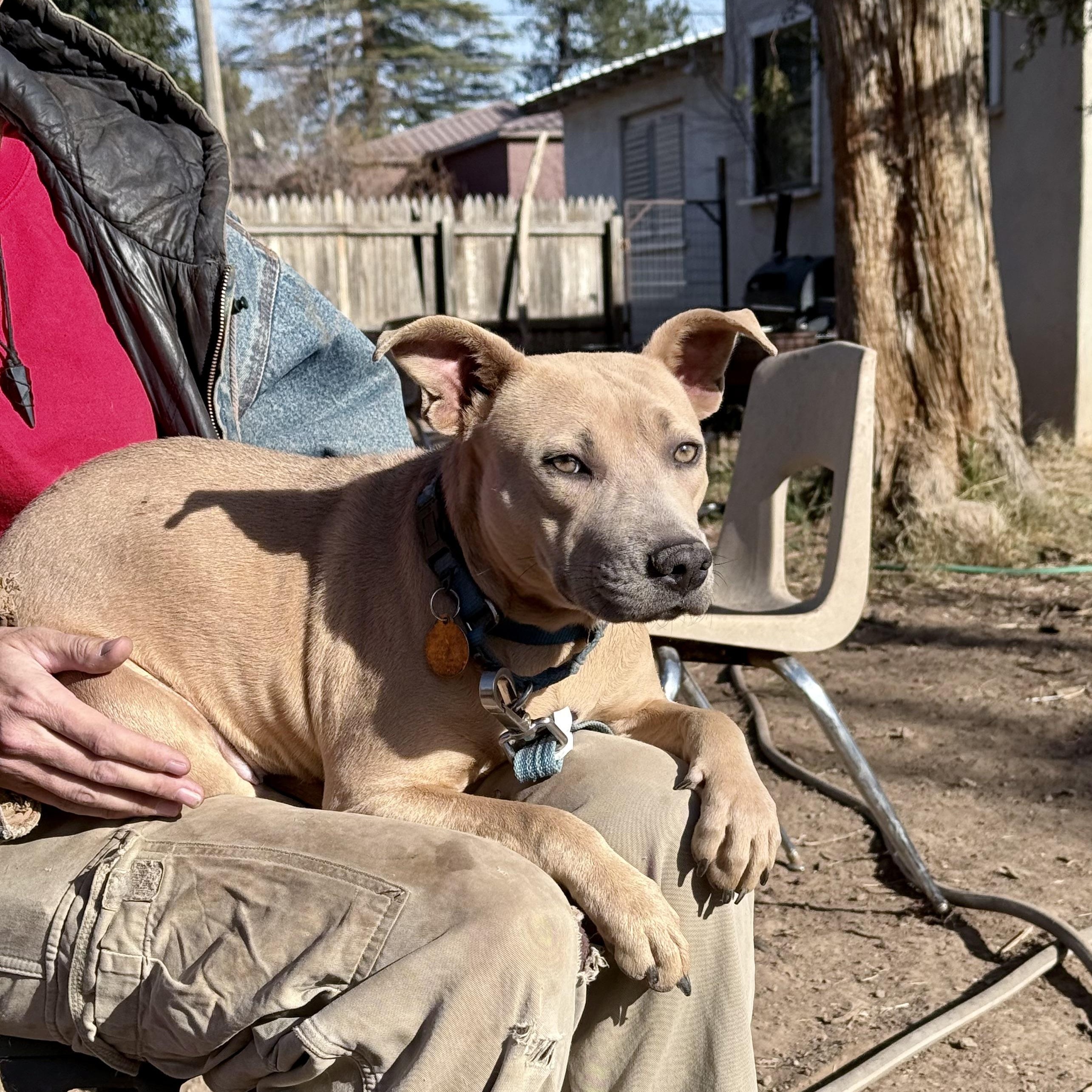 Enlarge Skosh, a ADOPTABLE mixed breed in Marfa, TX image 6/6