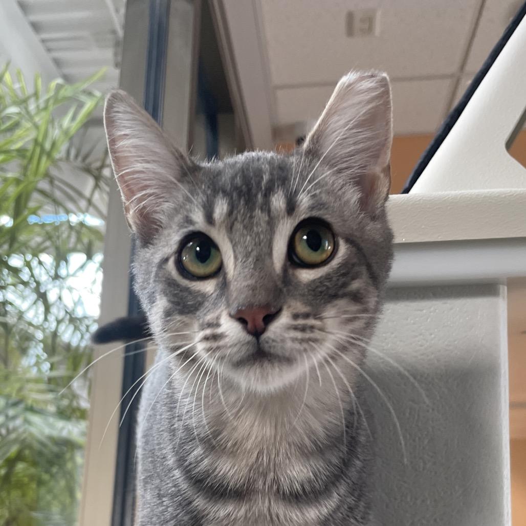 Cedric, Adoptable, Kitten Male Domestic Short Hair.
