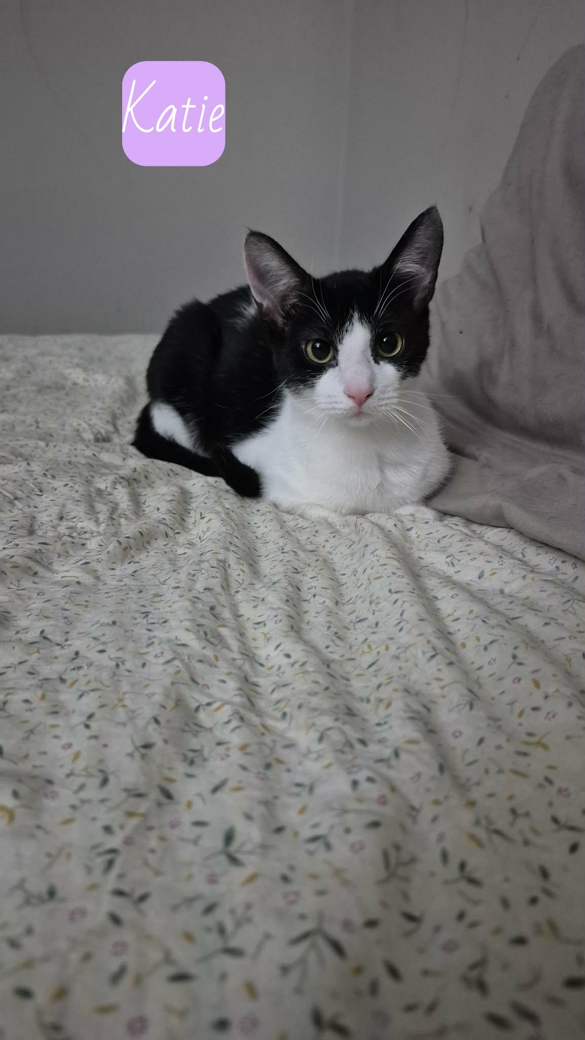 Katie, ADOPTABLE, Young Female Tuxedo.
