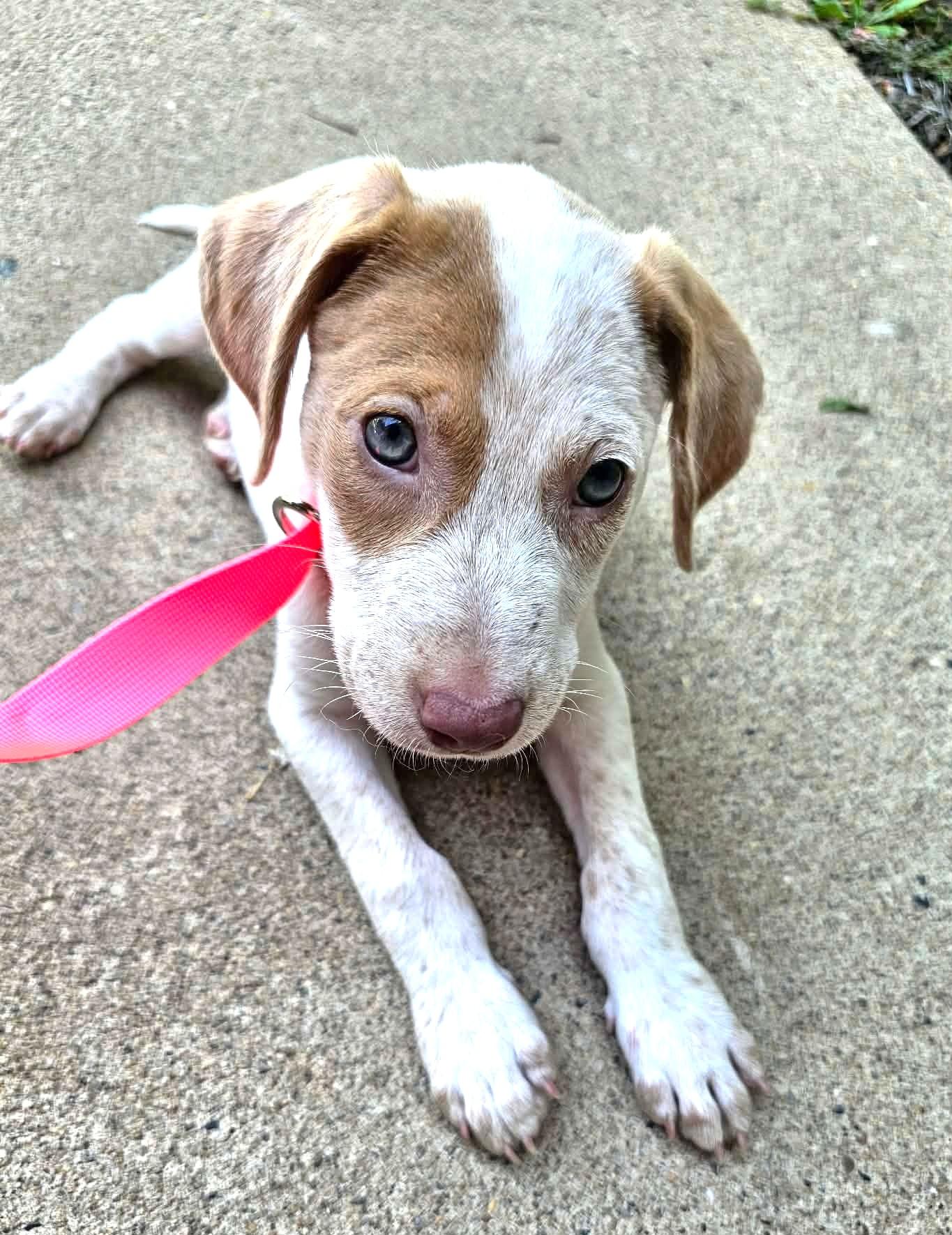 Enlarge Becoming Blossom, a ADOPTABLE Mixed Breed in Reston, VA image 6/6