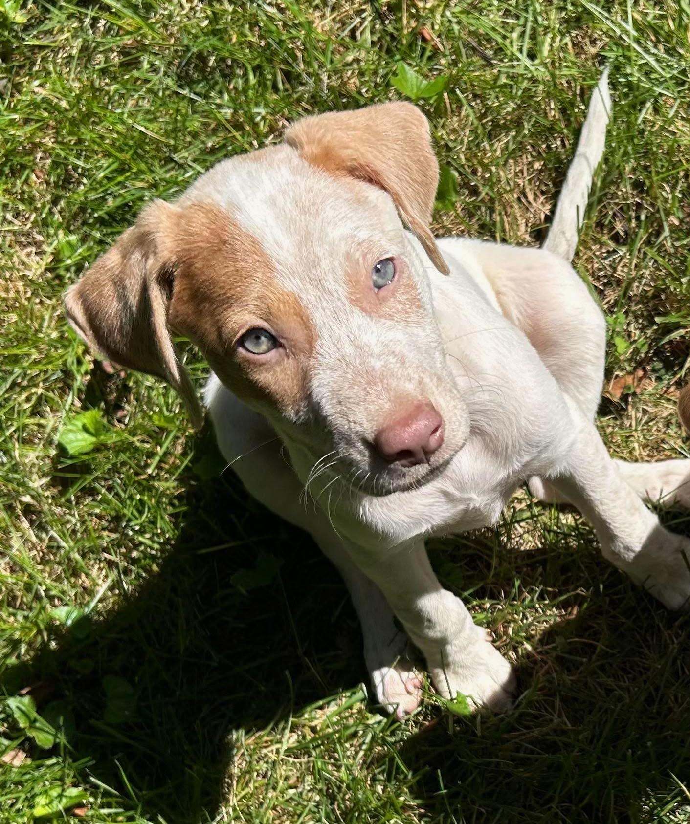 Enlarge Becoming Blossom, a ADOPTABLE Mixed Breed in Reston, VA image 2/6
