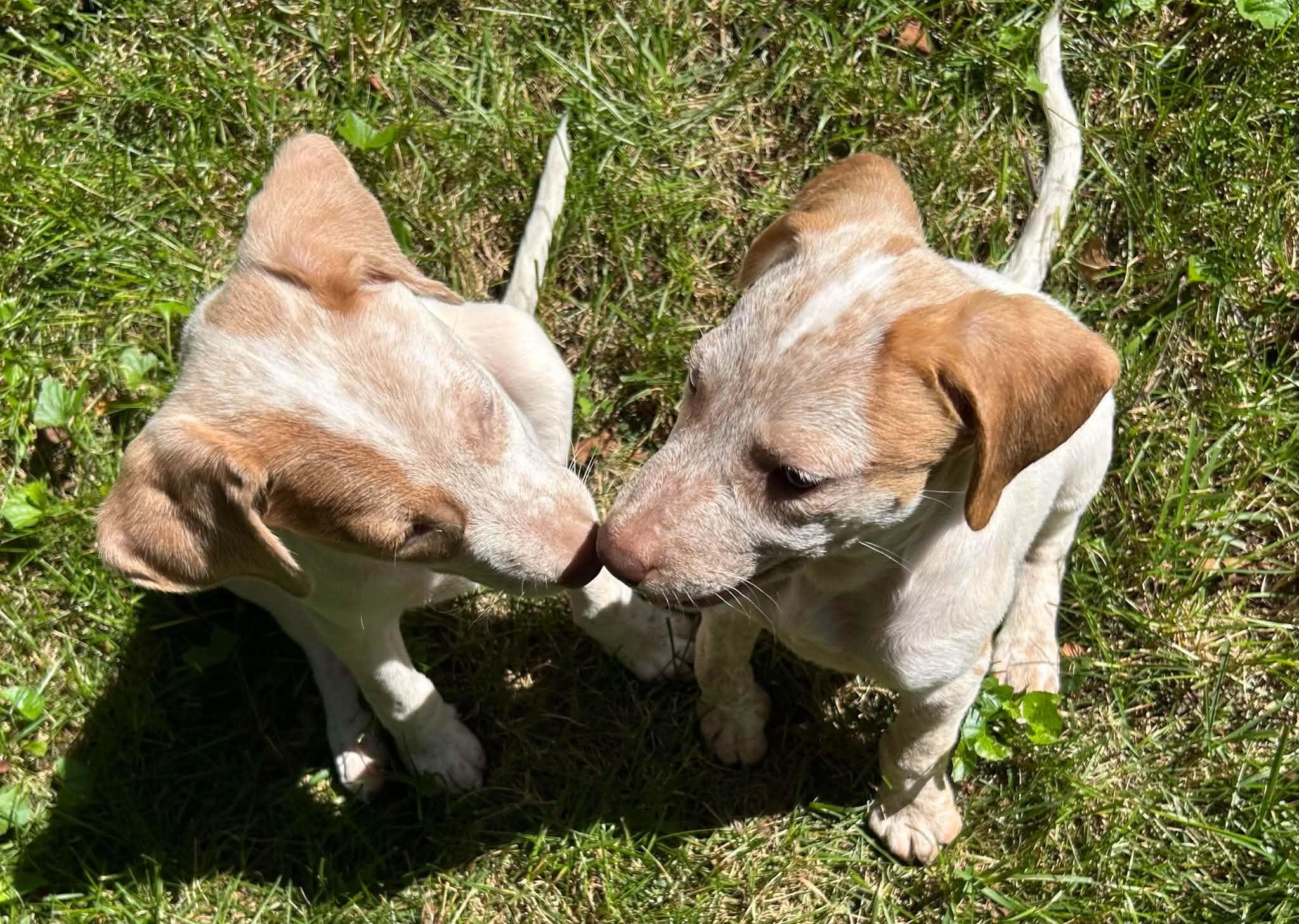 Enlarge Becoming Blossom, a ADOPTABLE Mixed Breed in Reston, VA image 5/6