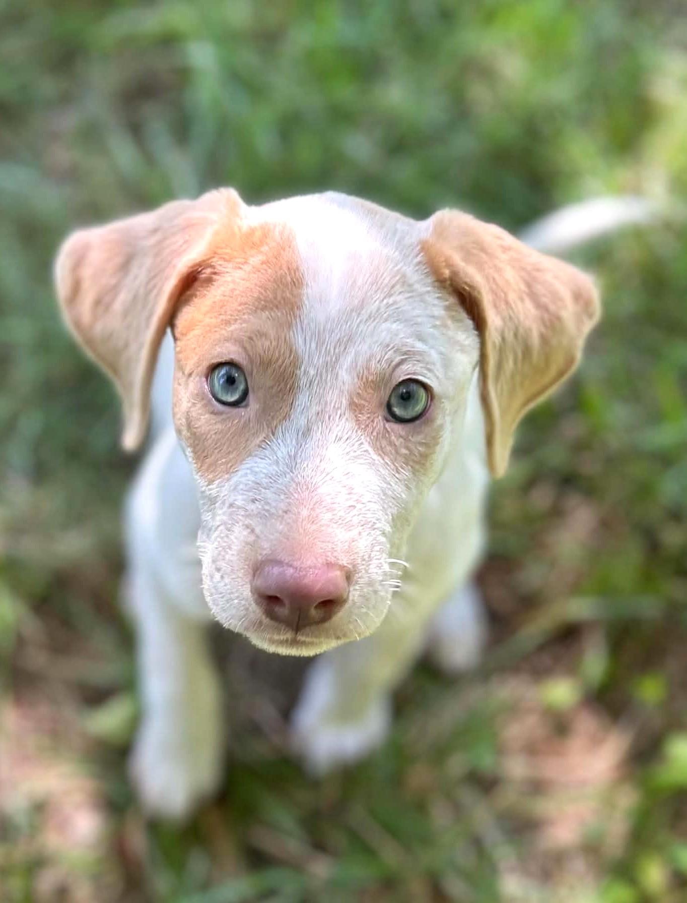 Enlarge Becoming Blossom, a ADOPTABLE Mixed Breed in Reston, VA image 1/6