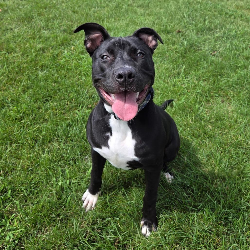 Daffy Duck, Adoptable, Young Male Pit Bull Terrier.