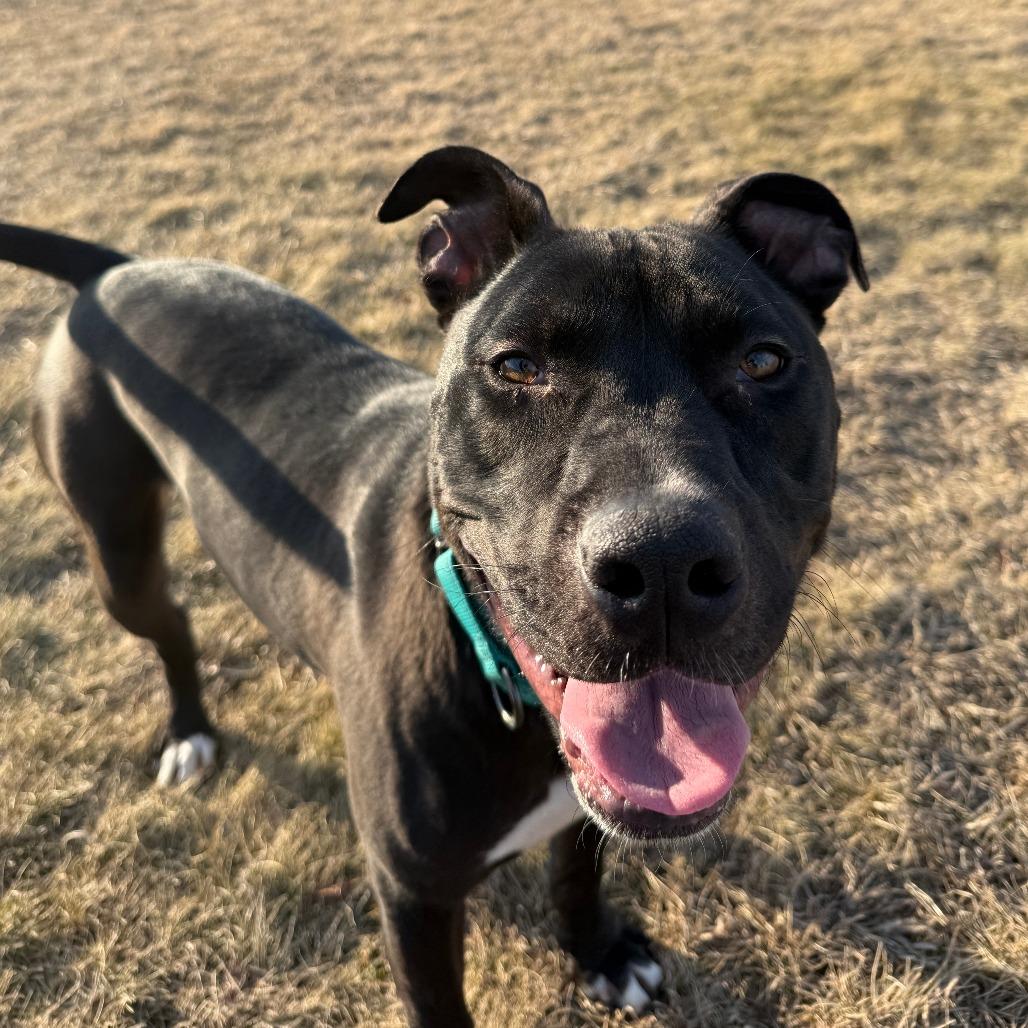 Daffy Duck, Adoptable, Young Male Pit Bull Terrier.