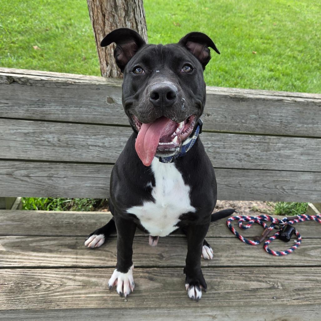 Enlarge Daffy Duck, a Adoptable mixed breed in Pontiac, IL image 2/6