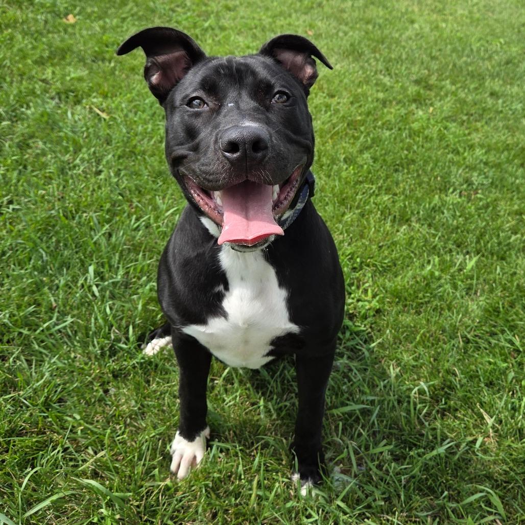 Enlarge Daffy Duck, a Adoptable mixed breed in Pontiac, IL image 3/6