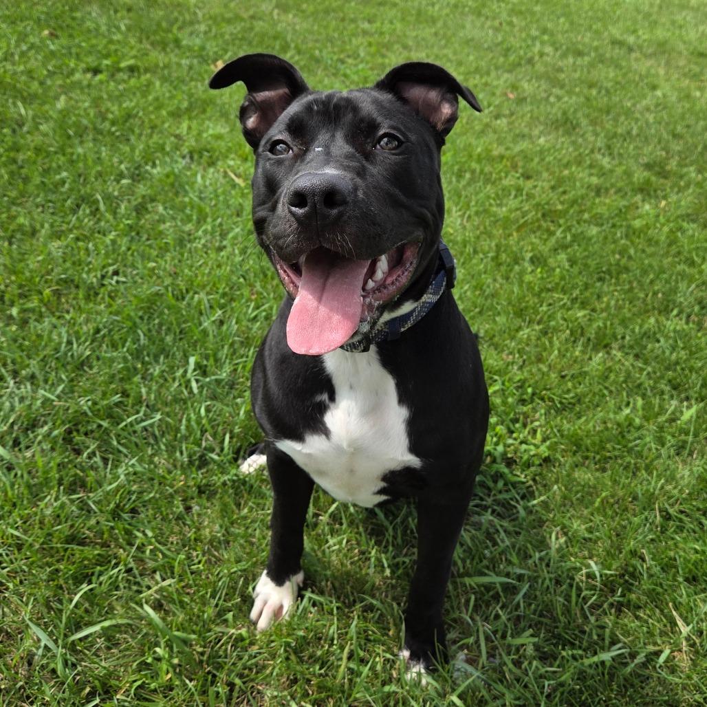 Enlarge Daffy Duck, a Adoptable mixed breed in Pontiac, IL image 4/6