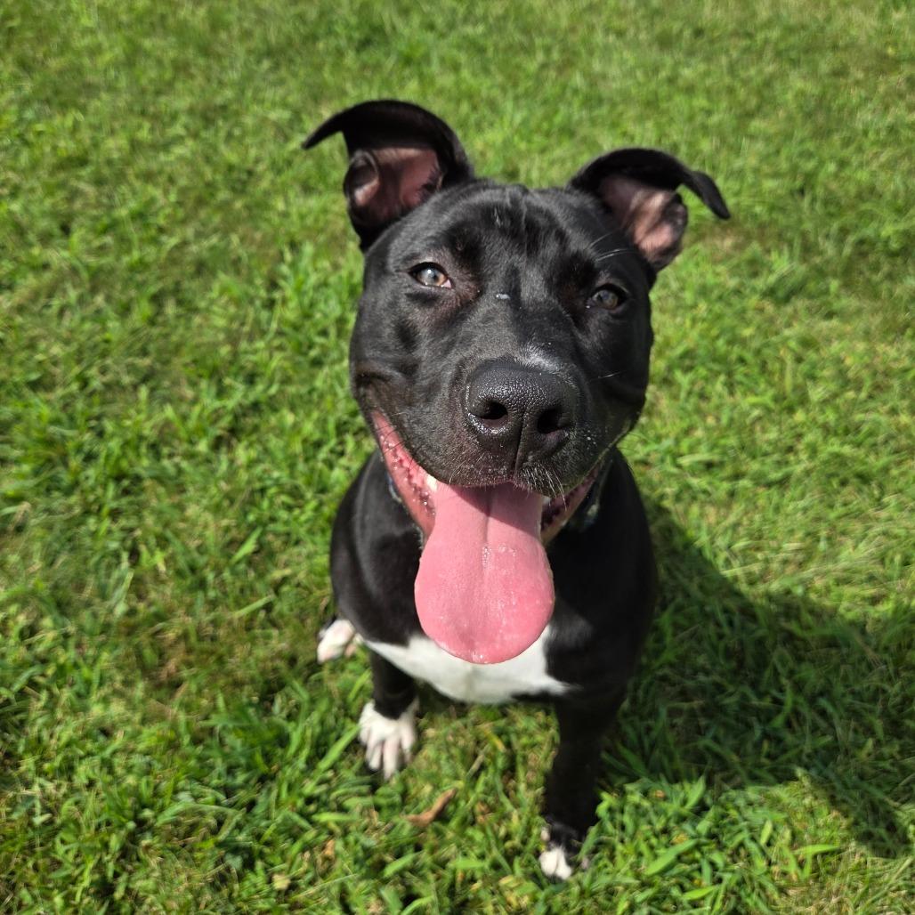 Daffy Duck, Adoptable, Young Male Pit Bull Terrier.