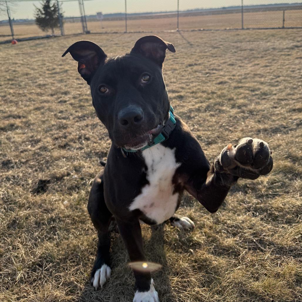 Enlarge Daffy Duck, a Adoptable mixed breed in Pontiac, IL image 2/6