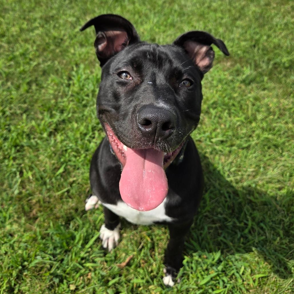 Enlarge Daffy Duck, a Adoptable mixed breed in Pontiac, IL image 5/6