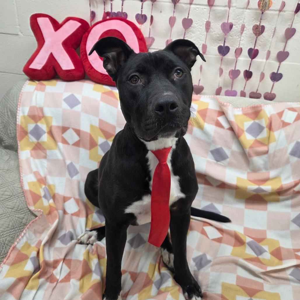 Enlarge Daffy Duck, a Adoptable mixed breed in Pontiac, IL image 6/6