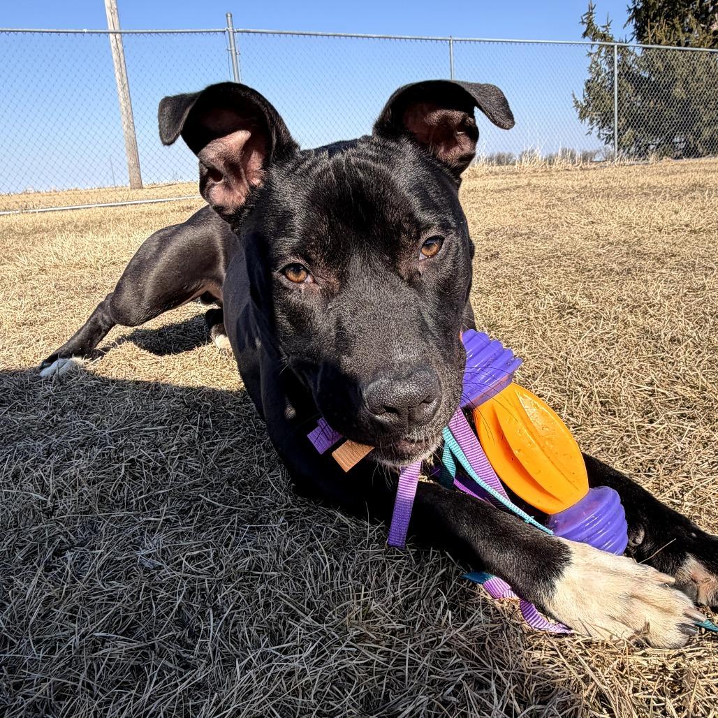 Enlarge Daffy Duck, a Adoptable mixed breed in Pontiac, IL image 3/6
