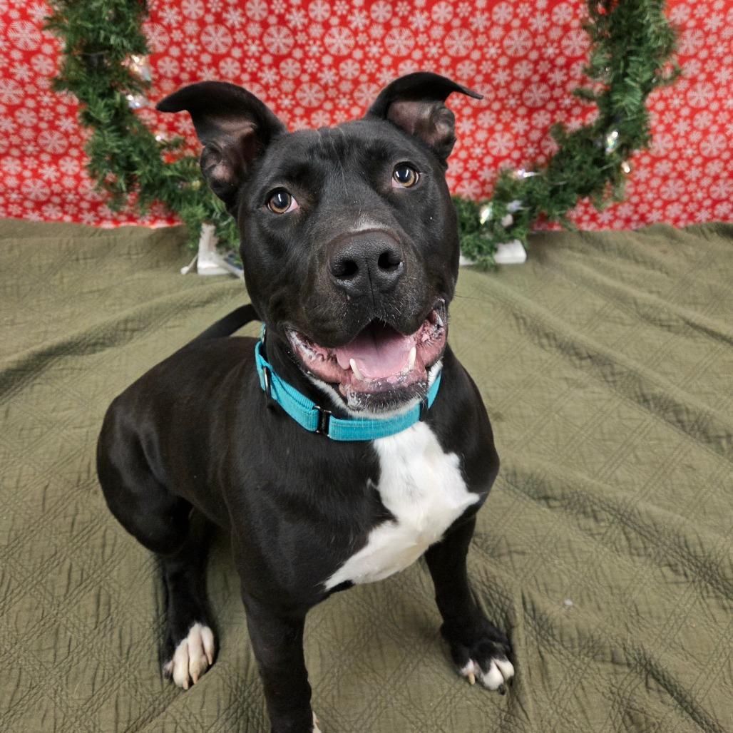 Enlarge Daffy Duck, a Adoptable mixed breed in Pontiac, IL image 6/6