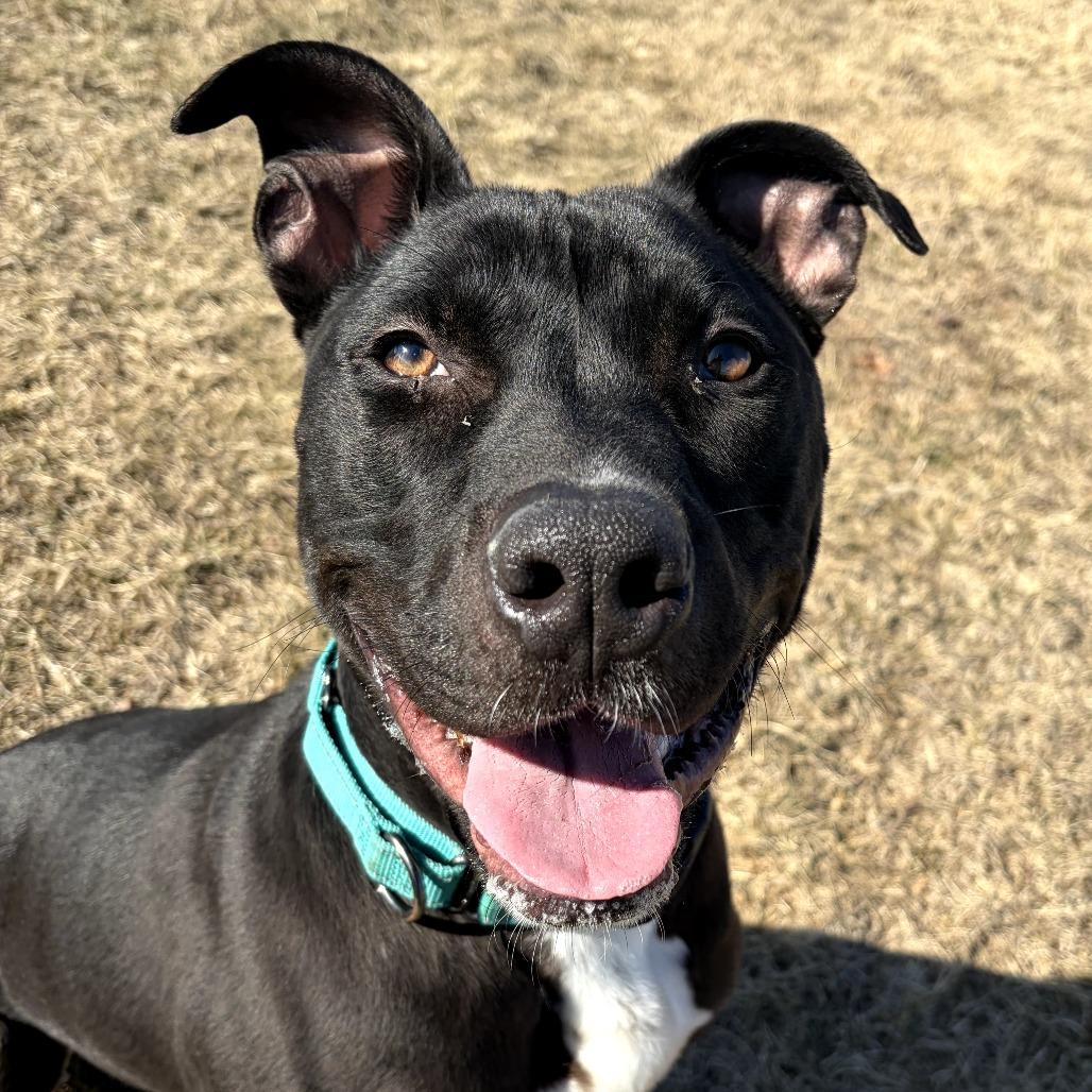 Enlarge Daffy Duck, a Adoptable mixed breed in Pontiac, IL image 4/6