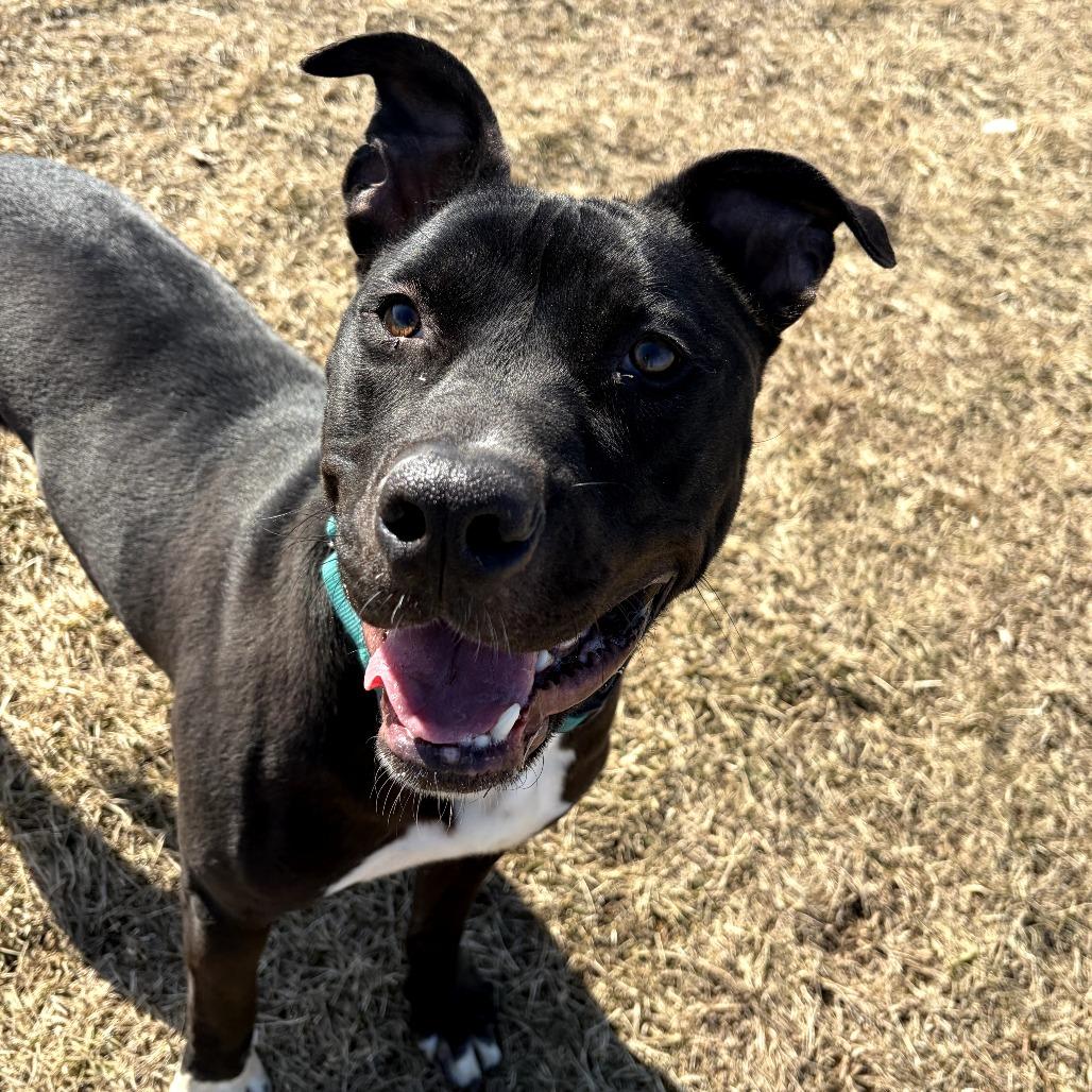 Enlarge Daffy Duck, a Adoptable mixed breed in Pontiac, IL image 5/6