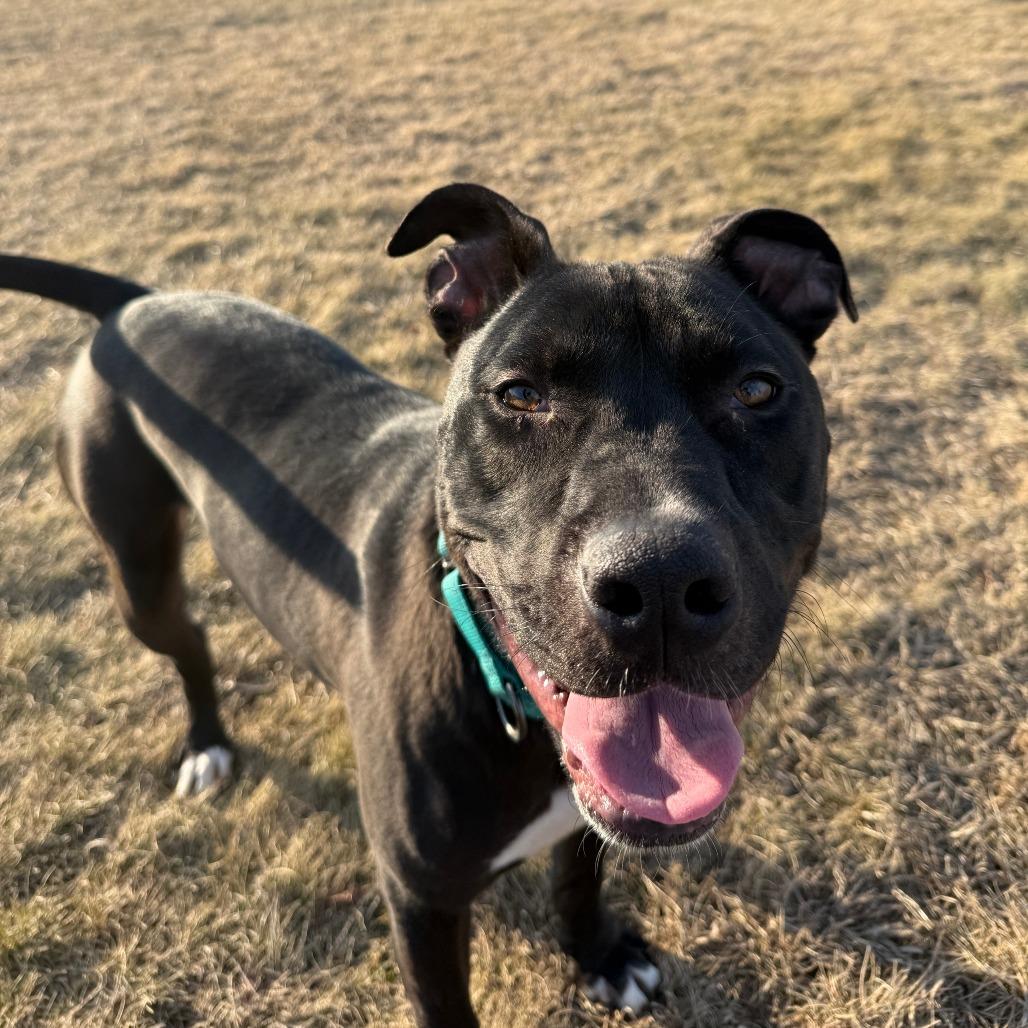 Enlarge Daffy Duck, a Adoptable mixed breed in Pontiac, IL image 6/6