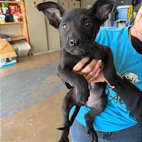 Jon Ryan, Adoptable, Puppy Male Black Labrador Retriever.