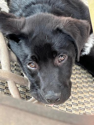 Pip, Adoptable, Puppy Male Newfoundland Dog.