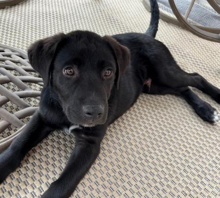 Enlarge Pip, a Adoptable mixed breed in Oswego, IL image 2/4