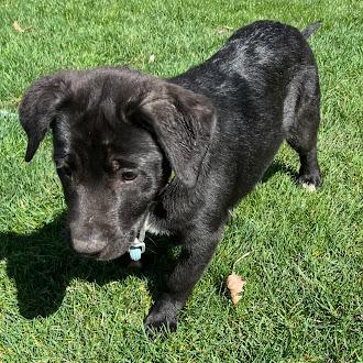 Enlarge Pip, a Adoptable mixed breed in Oswego, IL image 3/4