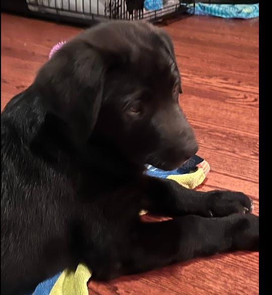 Enlarge Pip, a Adoptable mixed breed in Oswego, IL image 4/4