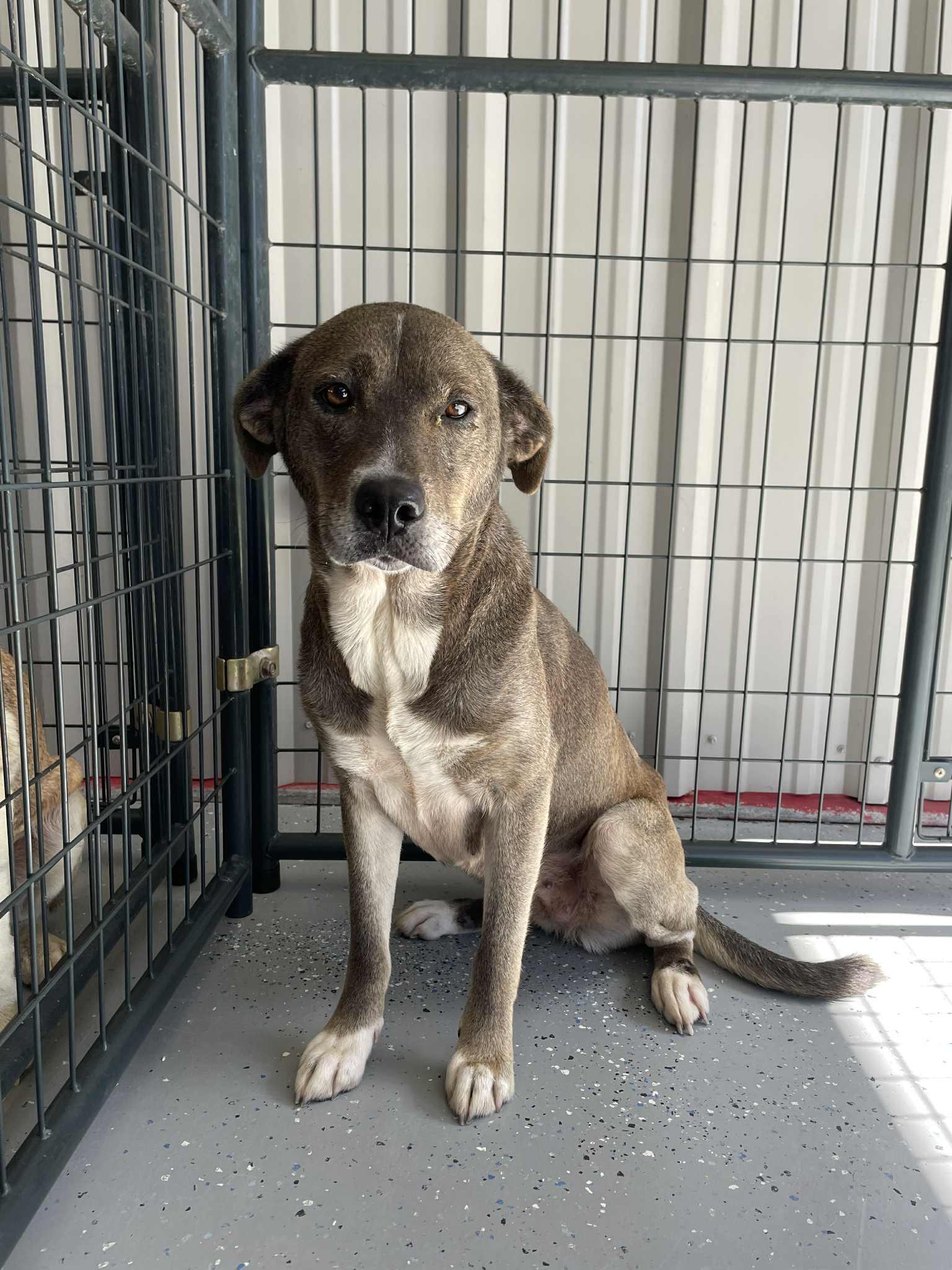 Enlarge Keara, a Adoptable Labrador Retriever in Bishopville, SC image 1/2