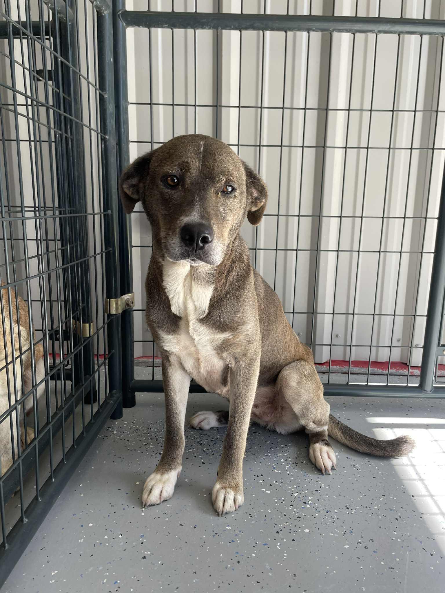 Enlarge Keara, a Adoptable Labrador Retriever in Bishopville, SC image 2/2