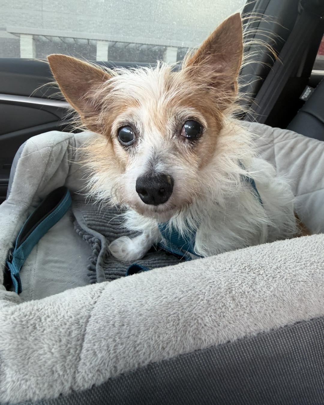 Chessie, a ADOPTABLE mixed breed in Spring, TX image 1/2