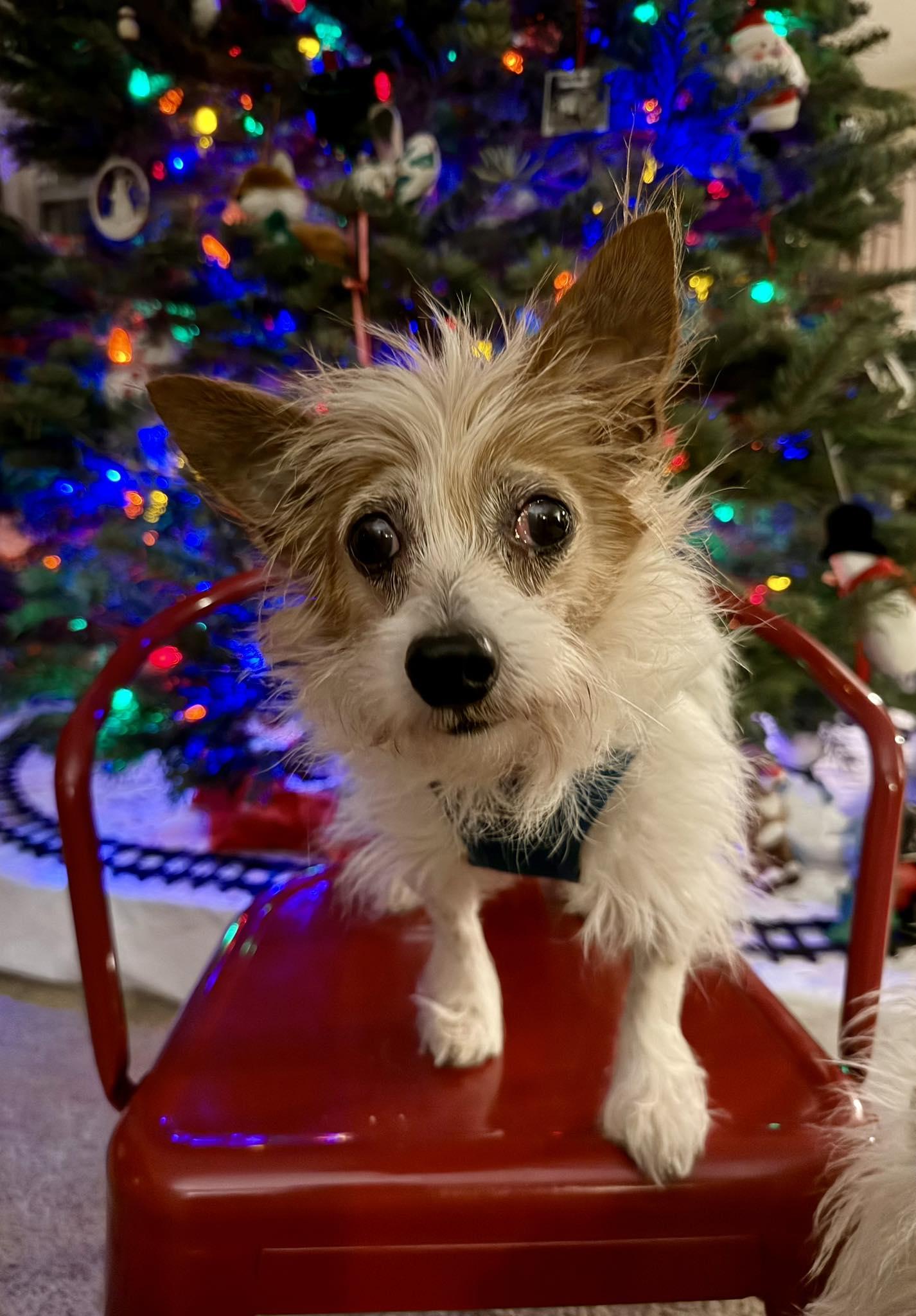 Chessie, a ADOPTABLE mixed breed in Spring, TX image 2/2