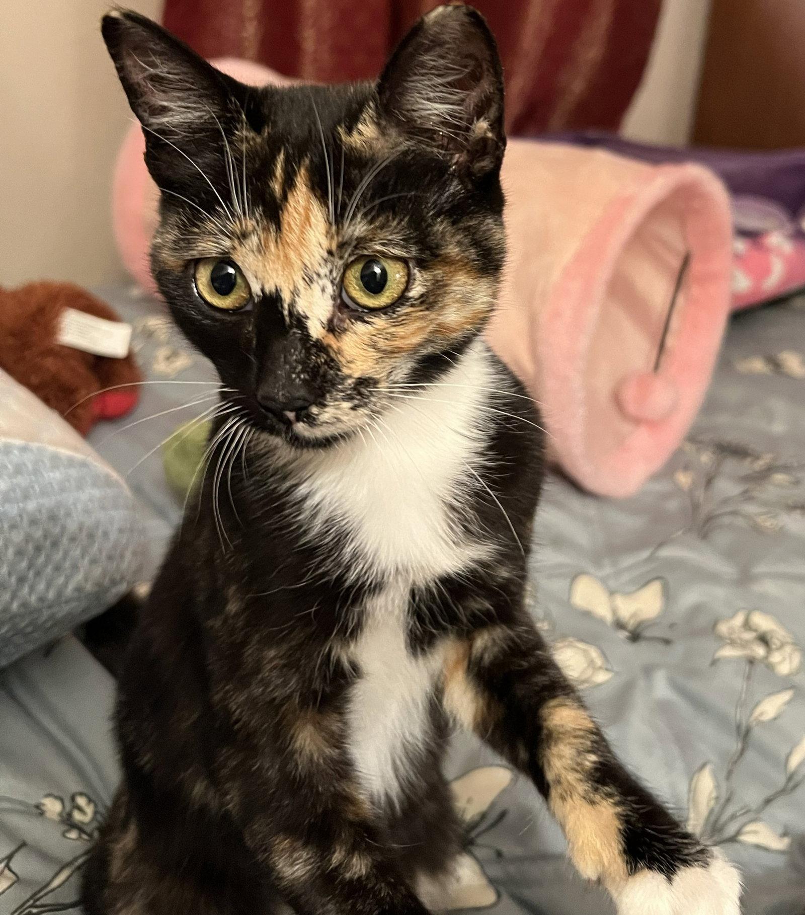 cookie, Adopted, Kitten Female Tortoiseshell.