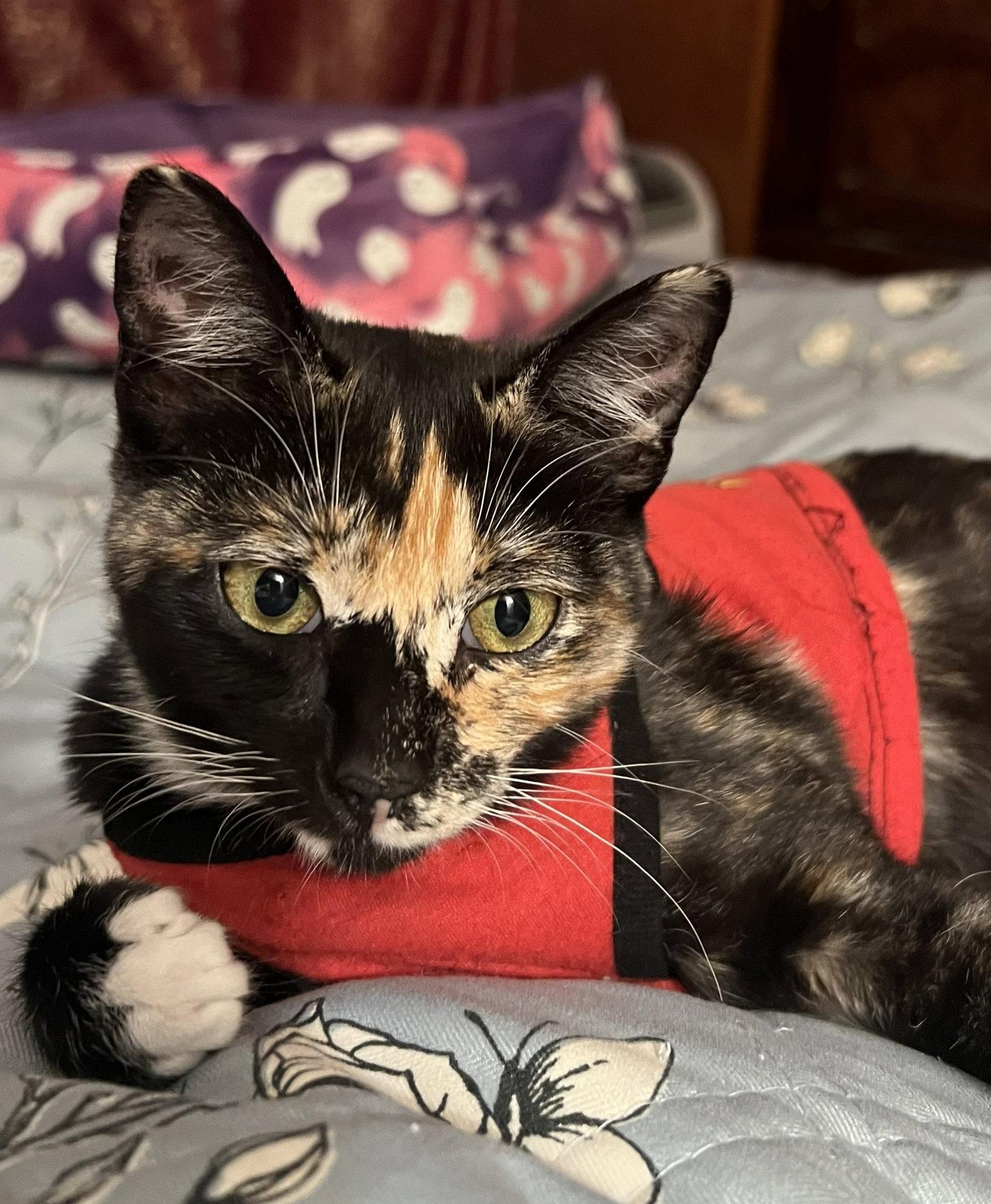Enlarge cookie, a Adopted Tortoiseshell in San Jose, CA image 2/3