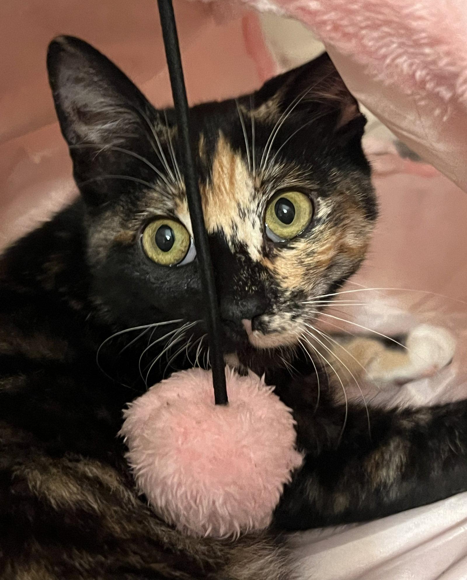 Enlarge cookie, a Adopted Tortoiseshell in San Jose, CA image 3/3