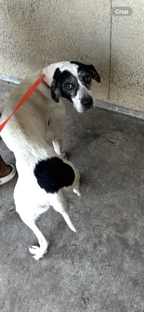 RENEE, Adoptable, Adult Female Beagle & Mixed Breed.