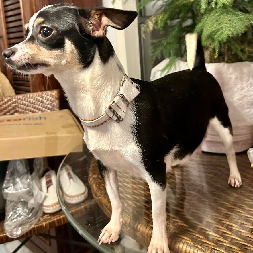 Alouisa (TX), Adopted, Young Female Chihuahua.