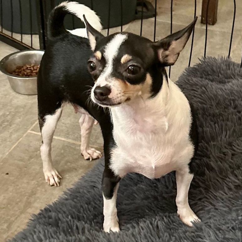 Alouisa (TX), Adopted, Young Female Chihuahua.