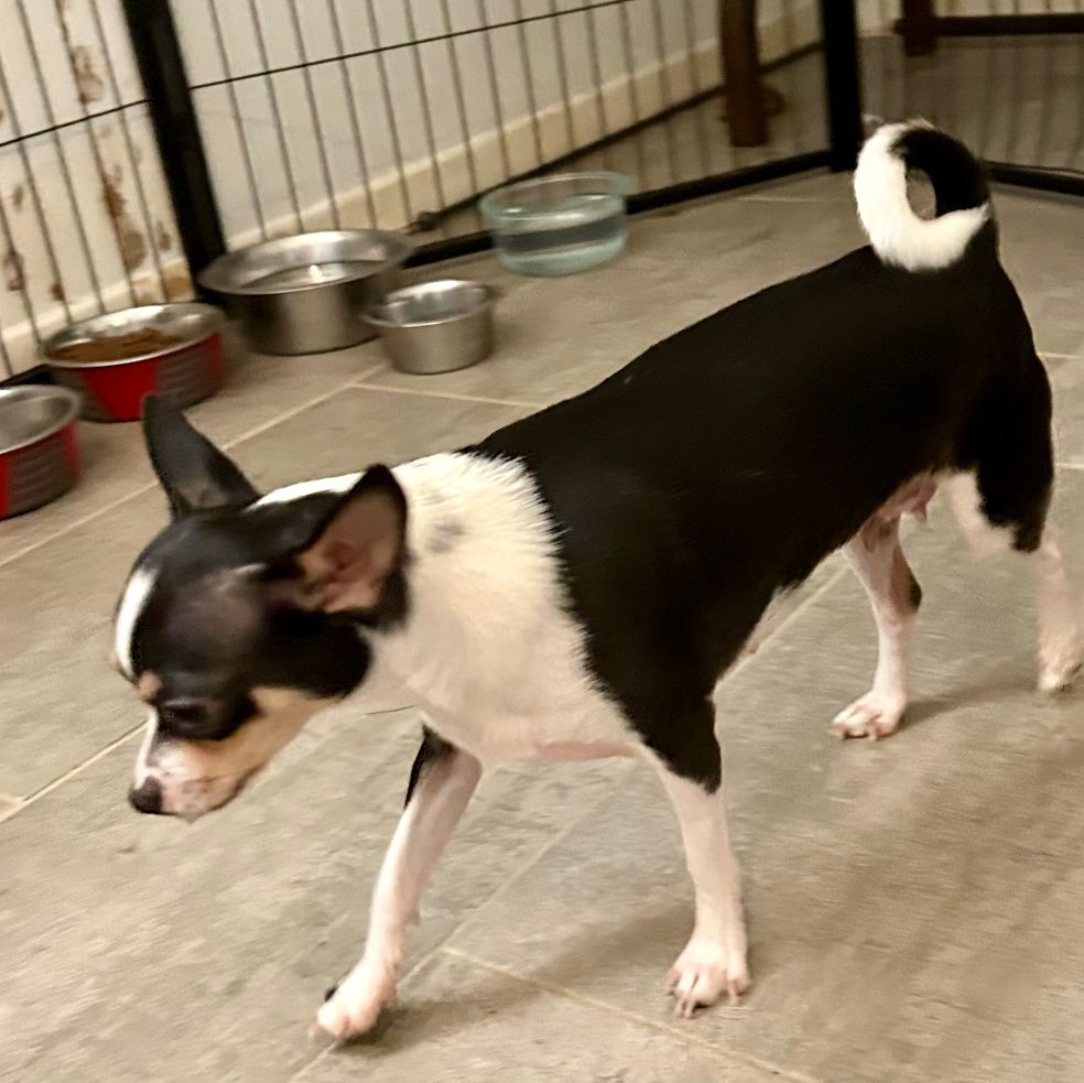 Alouisa (TX), a Adopted mixed breed in Houston, TX image 3/15