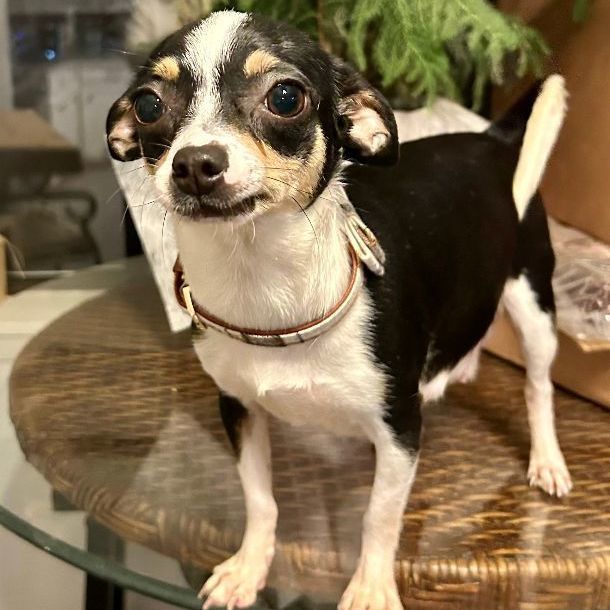 Alouisa (TX), a Adopted mixed breed in Houston, TX image 4/15