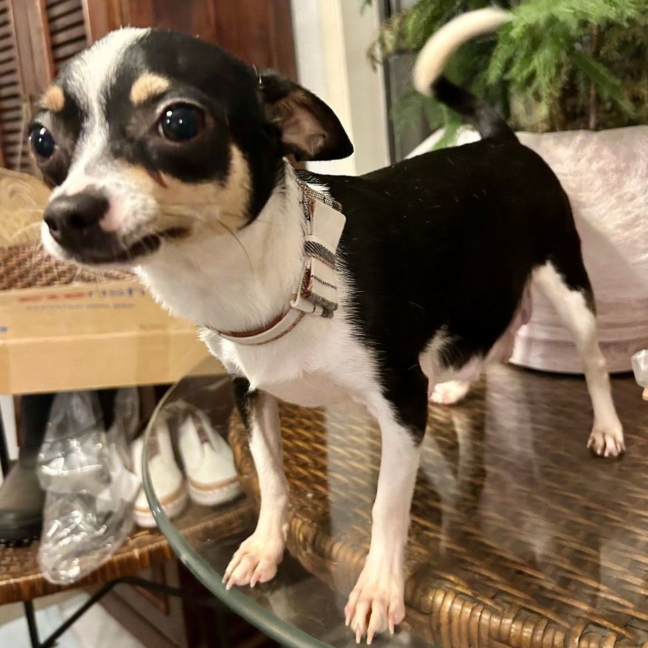 Alouisa (TX), a Adopted mixed breed in Houston, TX image 5/15