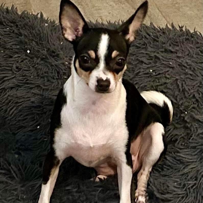 Alouisa (TX), a Adopted mixed breed in Houston, TX image 6/15